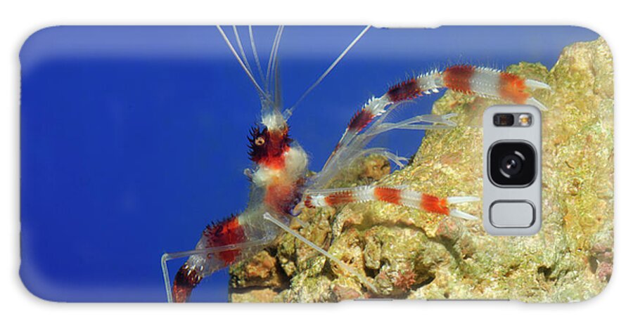 1 Galaxy Case featuring the photograph Banded Coral Shrimp #1 by Nigel Downer