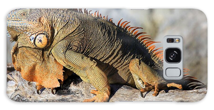 Iguana Galaxy Case featuring the photograph Basking In The Sun #1 by Adam Jewell