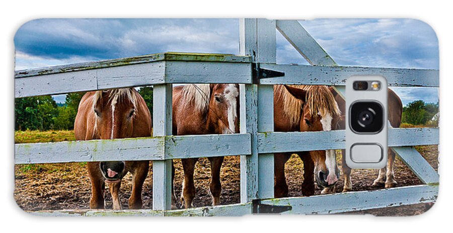 Horse Galaxy S8 Case featuring the photograph Belgians At The Gate #1 by Jeff Sinon