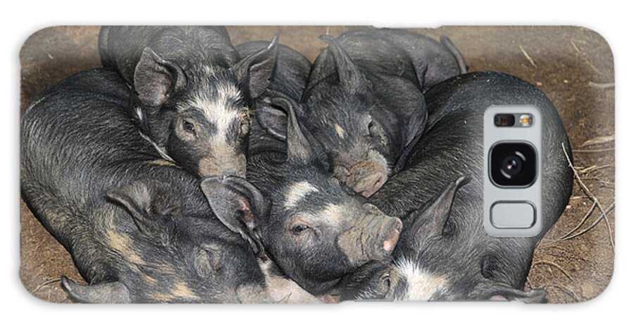 Agricultural Galaxy Case featuring the photograph Berkshire Pigs #1 by Bonnie Sue Rauch