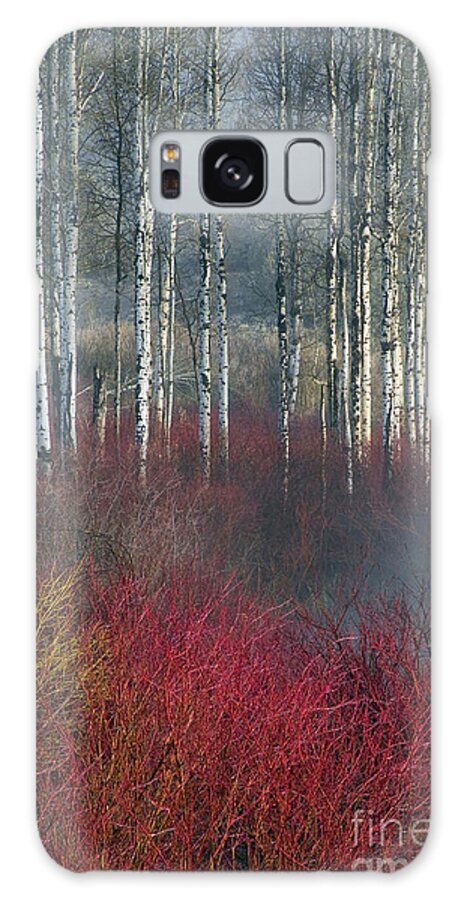 Oregon Galaxy Case featuring the photograph Birch And Red Willow, Or #1 by Sean Bagshaw