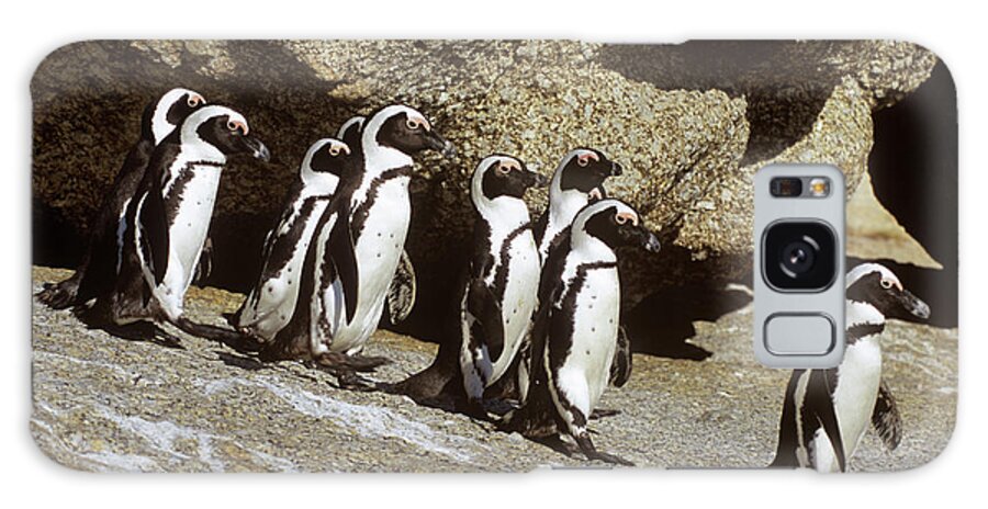 Jackass Penguin Galaxy Case featuring the photograph Black-footed Penguins #1 by Tony Camacho/science Photo Library