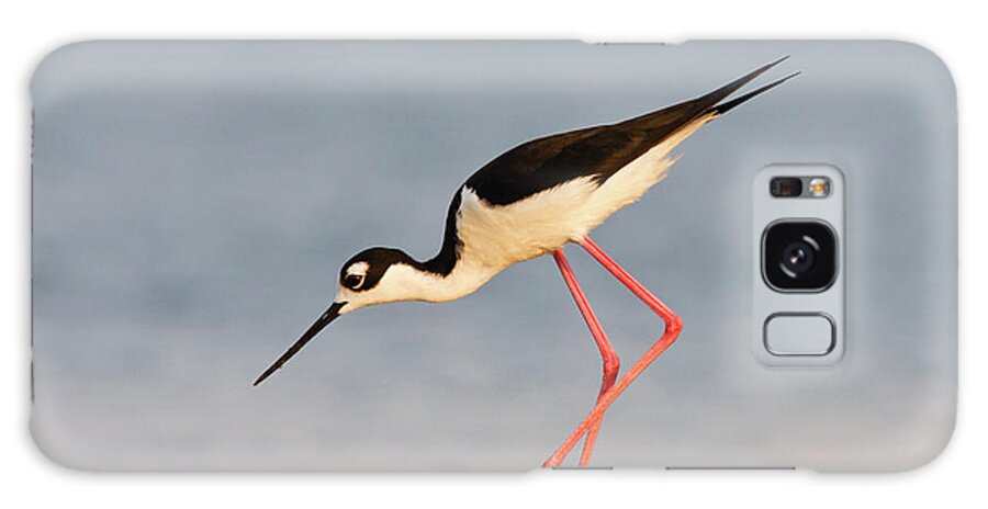 Adult Galaxy Case featuring the photograph Black- Necked Stilt (himantopus #1 by Larry Ditto