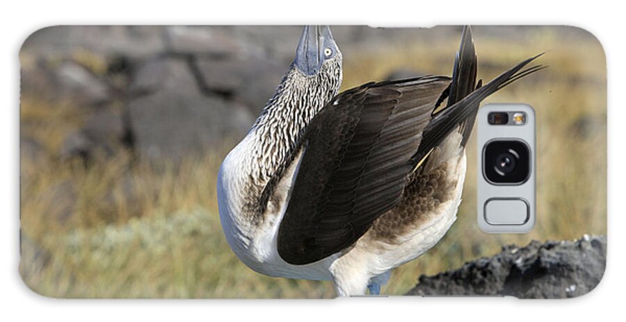 Blue-footed Booby Galaxy Case featuring the photograph Blue-footed Booby Display #1 by M. Watson