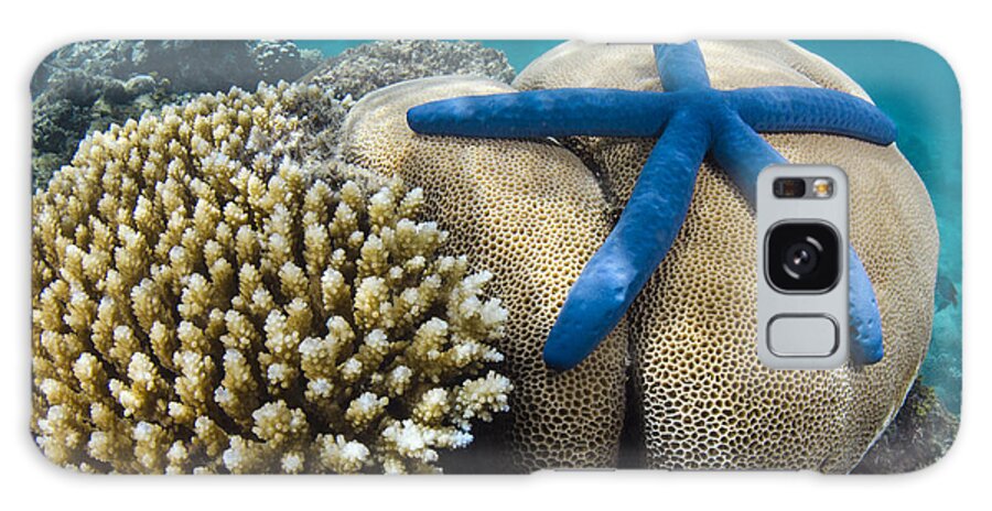 Pete Oxford Galaxy Case featuring the photograph Blue Sea Star On Coral Reef Fiji #2 by Pete Oxford