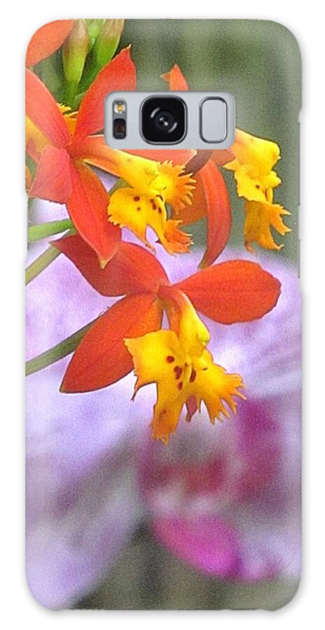Orchid Galaxy Case featuring the photograph Butterfly Orchid #1 by Alfred Ng