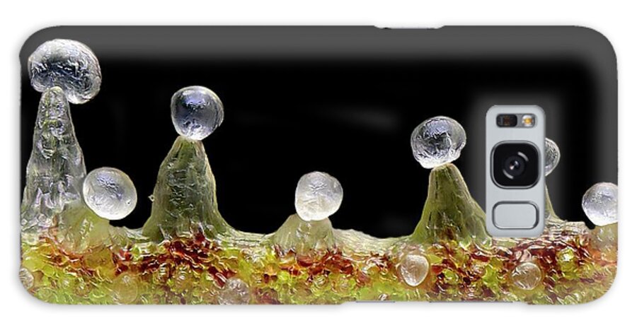 Cannabis Sativa Galaxy Case featuring the photograph Cannabis Trichomes #1 by Antonio Romero