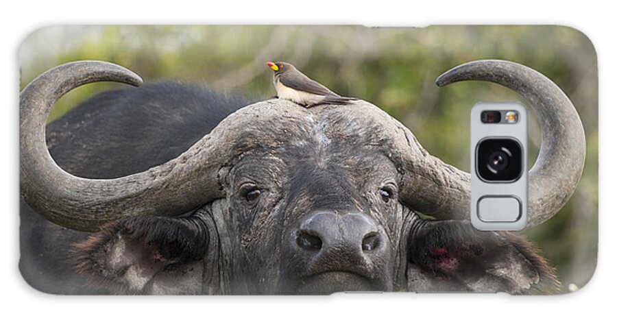 Feb0514 Galaxy Case featuring the photograph Cape Buffalo And Yellow-billed Oxpecker #1 by Tui De Roy