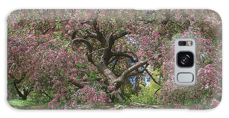 Pink Flowered Tree Galaxy S8 Case featuring the photograph Central Park Pink Flowered Tree #1 by Muriel Levison Goodwin