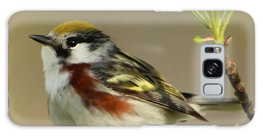 Chestnut Galaxy S8 Case featuring the photograph Chestnut Sided Warbler #1 by Laurie Pocher