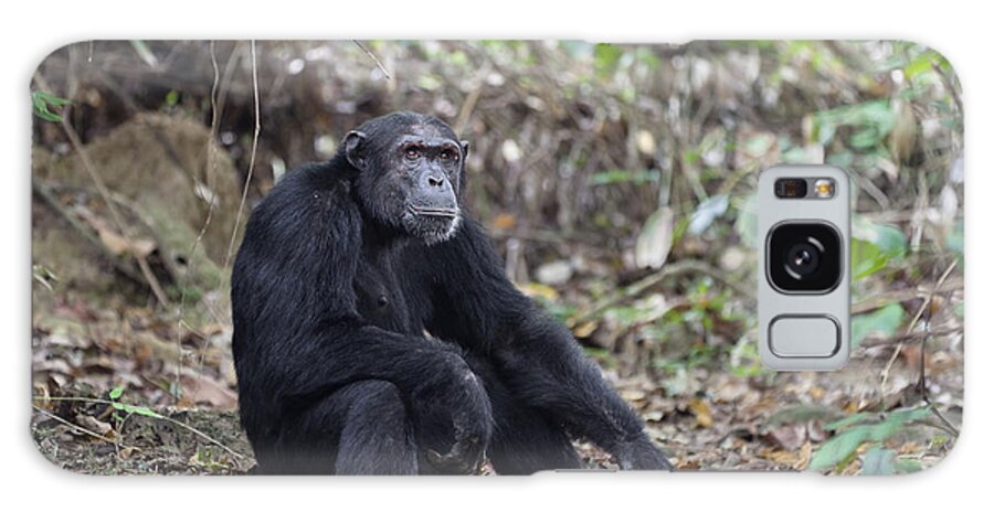 Feb0514 Galaxy Case featuring the photograph Chimpanzee Male Tanzania #1 by Konrad Wothe