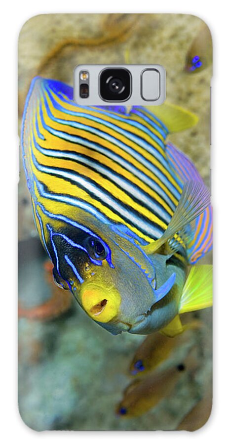 Angelfish Galaxy Case featuring the photograph Close-up Of Angelfish (pterophyllum #1 by Jaynes Gallery