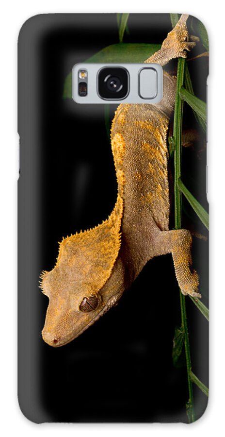 New Caledonian Crested Gecko Galaxy Case featuring the photograph Crested Gecko Rhacodactylus Ciliatus #1 by David Kenny