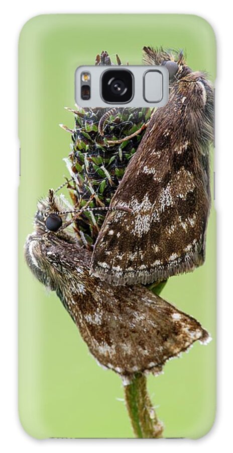 Arthropod Galaxy Case featuring the photograph Dingy Skipper Butterfly #1 by Heath Mcdonald/science Photo Library