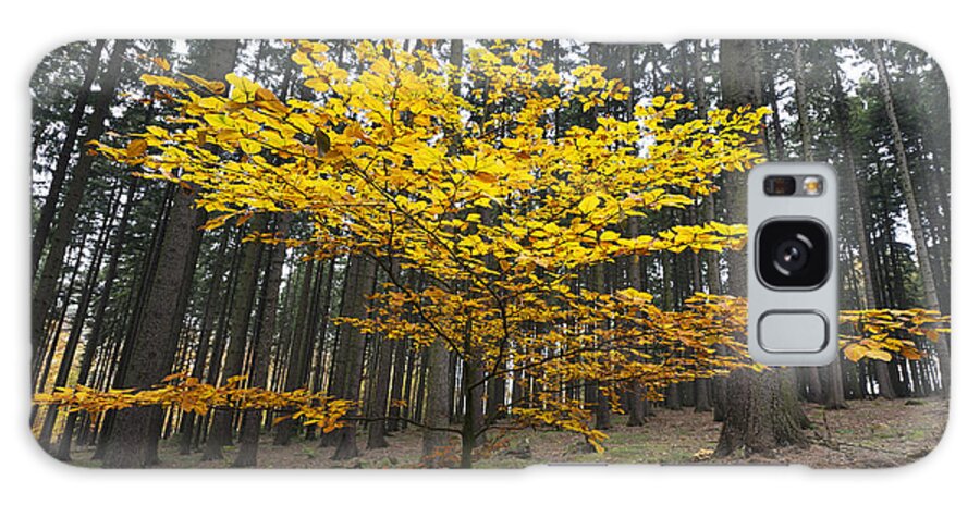 Feb0514 Galaxy Case featuring the photograph European Beech In Norway Spruce Forest #1 by Duncan Usher