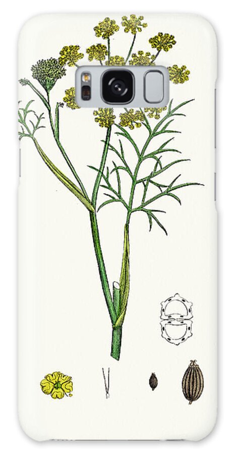 White Background Galaxy Case featuring the digital art Fennel Plant Scientific Illustration #1 by Mashuk