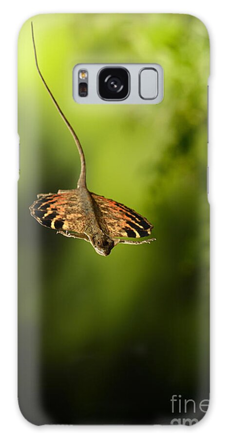 Animal Galaxy Case featuring the photograph Flying Dragon In Flight #1 by Scott Linstead