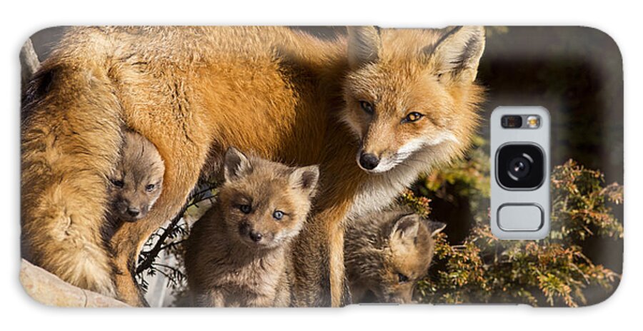 Pup Galaxy Case featuring the photograph Fox Family #2 by Mircea Costina Photography
