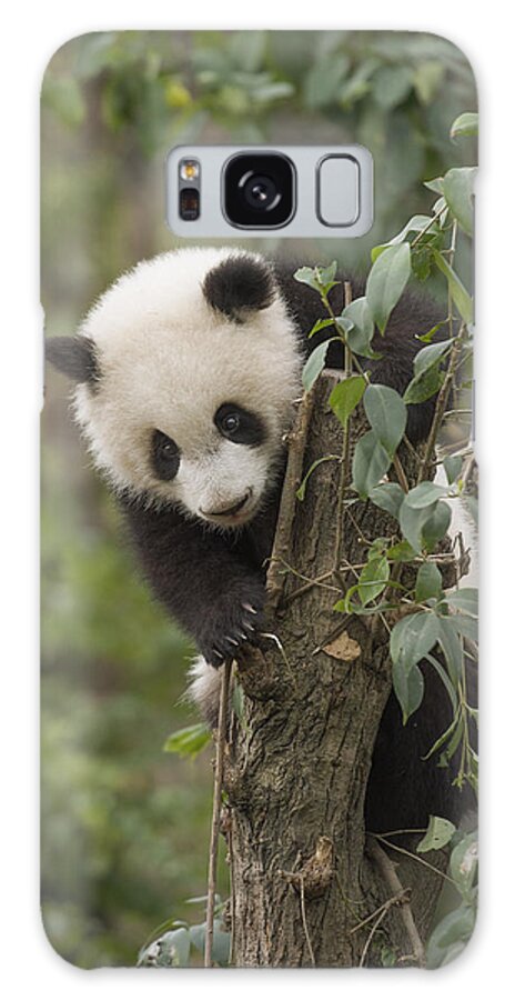 Katherine Feng Galaxy Case featuring the photograph Giant Panda Cub Chengdu Sichuan China #1 by Katherine Feng