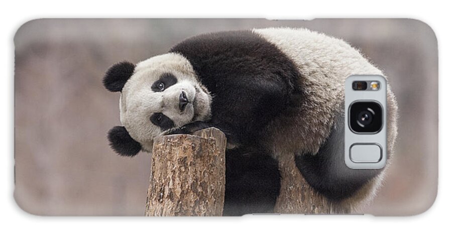 Katherine Feng Galaxy Case featuring the photograph Giant Panda Cub Wolong National Nature by Katherine Feng