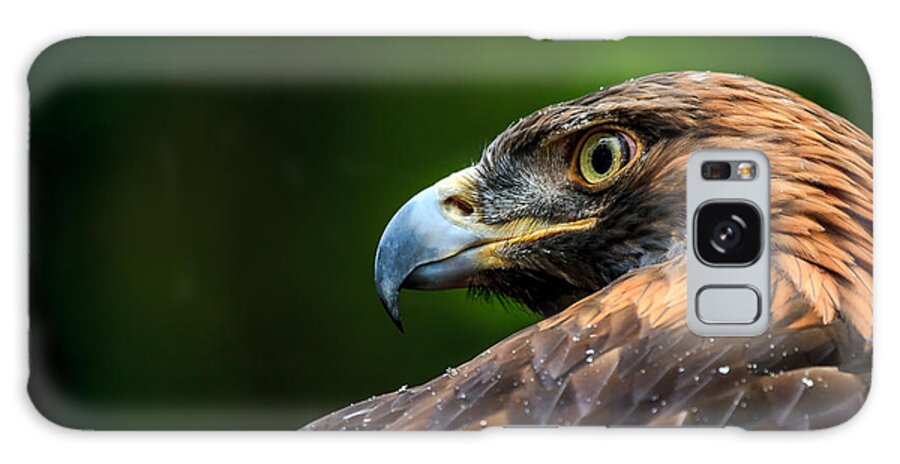 Golden Eagle Galaxy S8 Case featuring the photograph Golden Eagle #1 by Mark Steven Houser