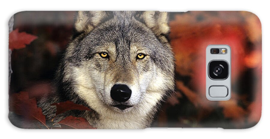 Animal Galaxy Case featuring the photograph Gray Wolf Or Timber Wolf #1 by Thomas And Pat Leeson