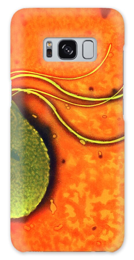 Helicobacter Pylori Galaxy Case featuring the photograph Helicobacter Pylori Bacterium #1 by A. Dowsett, Health Protection Agency/science Photo Library