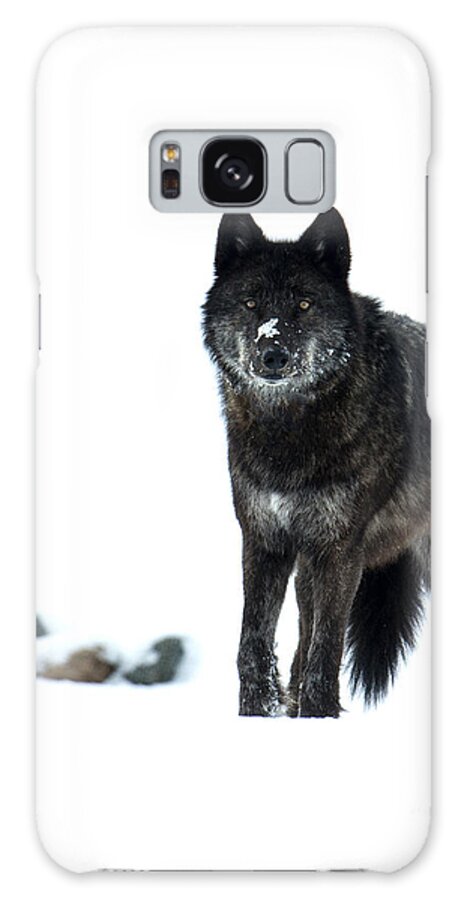 Wolf Galaxy Case featuring the photograph Here's Looking at You #1 by Deby Dixon