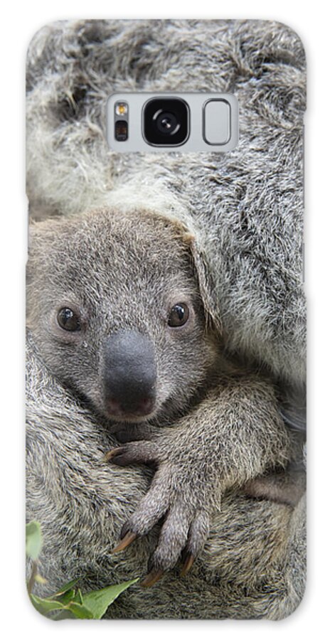 Feb0514 Galaxy Case featuring the photograph Koala Joey In Mothers Arms Australia #1 by Suzi Eszterhas