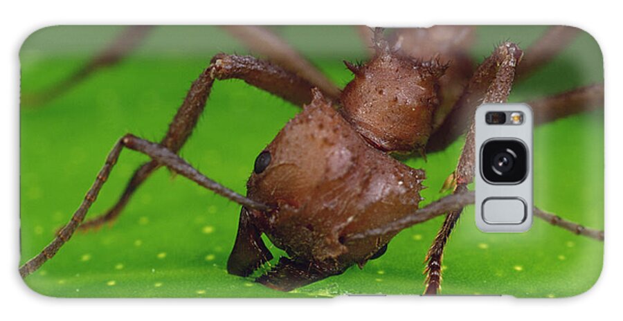 Feb0514 Galaxy Case featuring the photograph Leafcutter Ant Cutting Papaya Leaf #1 by Mark Moffett