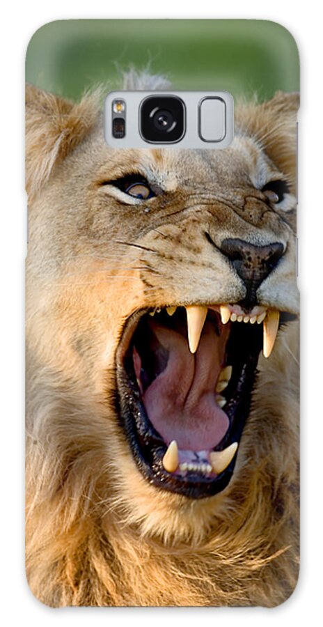 South Galaxy Case featuring the photograph Lion #2 by Johan Swanepoel