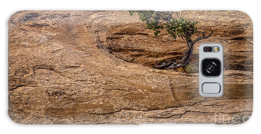 Color Landscape Photography Galaxy Case featuring the photograph Lone Tree #1 by David Waldrop