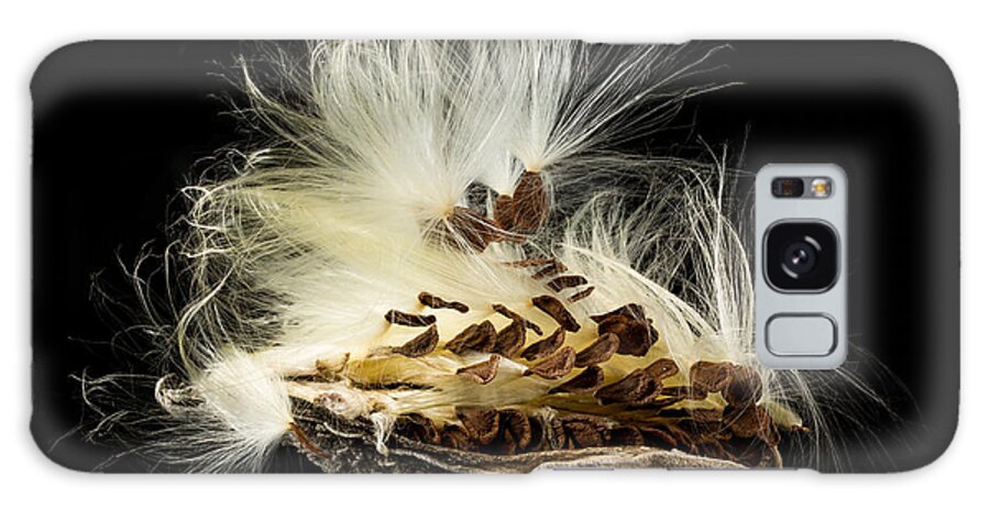 Asclepias Incarnata Galaxy Case featuring the photograph Macro photo of swamp milkweed seed pod #1 by Steven Heap