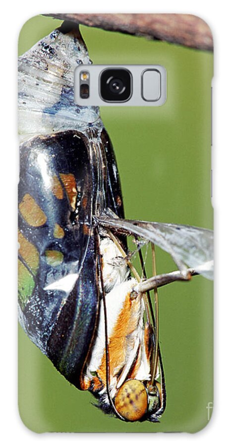 Fauna Galaxy Case featuring the photograph Malachite Butterfly Metamorphosis #1 by Millard H. Sharp