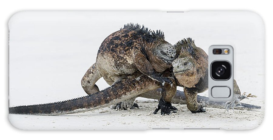 Tui De Roy Galaxy Case featuring the photograph Marine Iguana Males Fighting Turtle Bay #3 by Tui De Roy