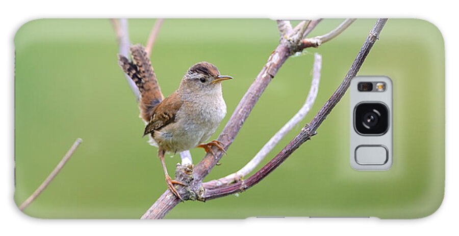 Song Bird Galaxy S8 Case featuring the photograph Marsh Wren #2 by Kathy King