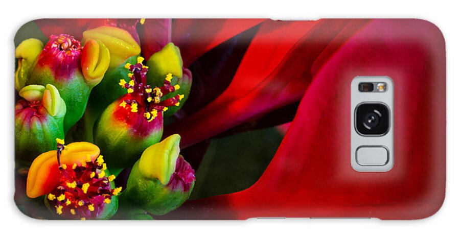 Poinsettia Galaxy Case featuring the photograph Merry Christmas #1 by Dave Bosse