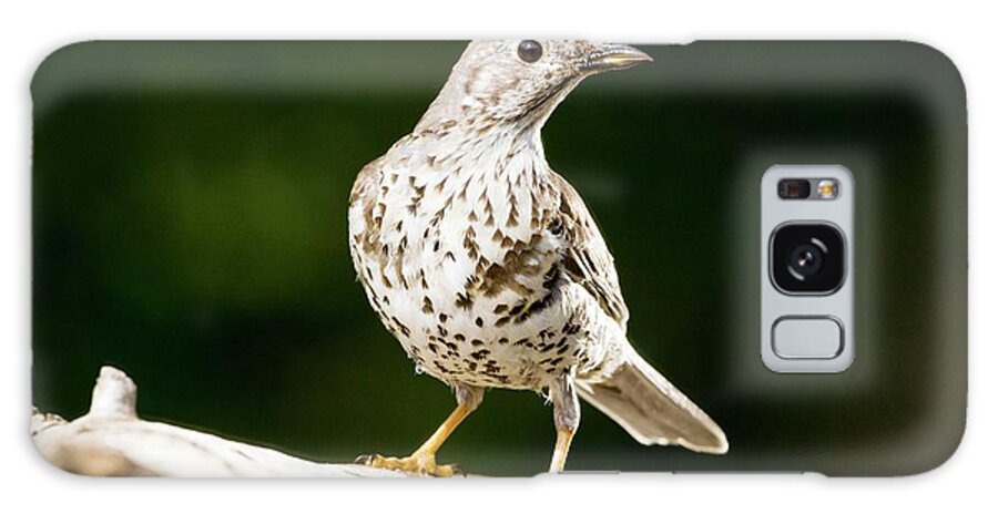 Mistle Thrush Galaxy Case featuring the photograph Mistle Thrush #1 by John Devries/science Photo Library