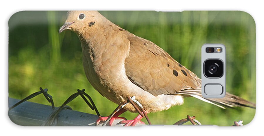 Nature Galaxy S8 Case featuring the photograph Morning Dove I #1 by Debbie Portwood