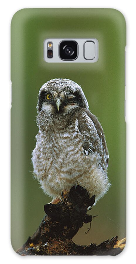 Feb0514 Galaxy Case featuring the photograph Northern Hawk Owl Chick Saskatchewan #1 by Tom Vezo