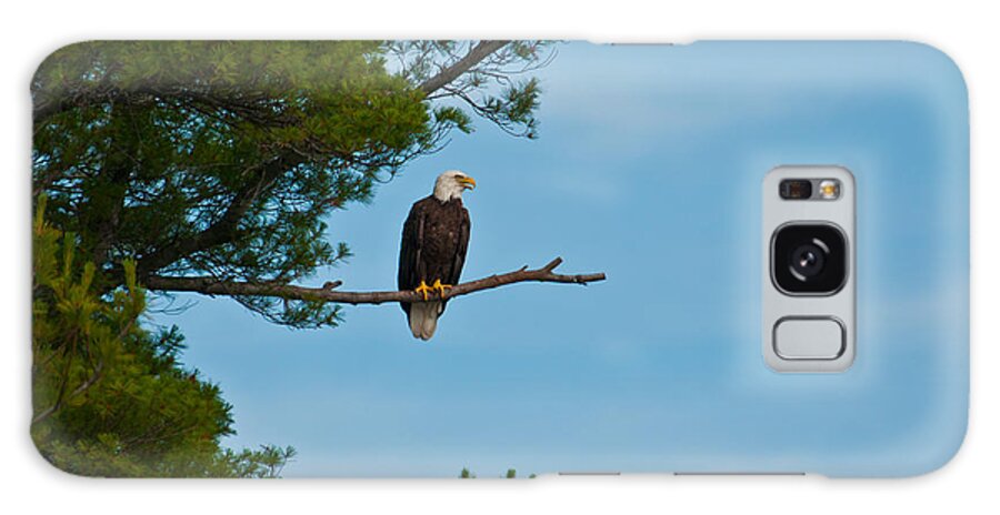 Bald Eagle Galaxy Case featuring the photograph Out on a Limb #1 by Brenda Jacobs