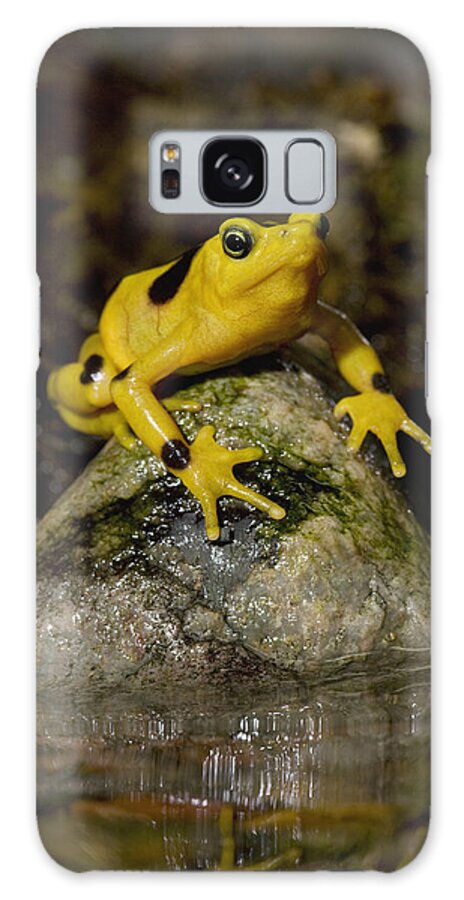 Feb0514 Galaxy Case featuring the photograph Panamanian Golden Frog #1 by San Diego Zoo