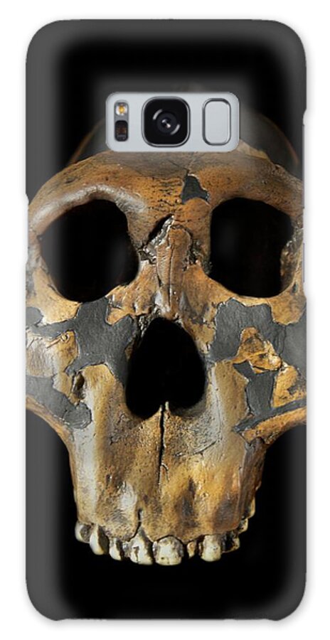 Australopithecine Galaxy Case featuring the photograph Paranthropus Boisei Skull #1 by Sinclair Stammers/science Photo Library