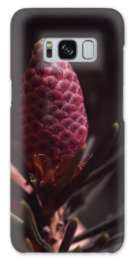 Retro Images Archive Galaxy Case featuring the photograph Pine Flower #1 by Retro Images Archive