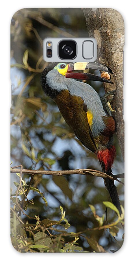 Feb0514 Galaxy Case featuring the photograph Plate-billed Mountain Toucan Feeding #1 by Pete Oxford