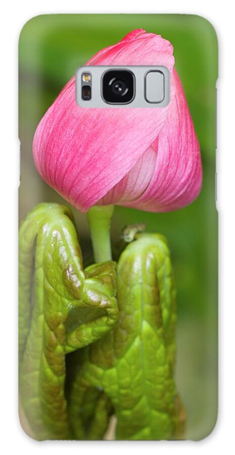 Podophyllum Hexandrum Galaxy Case featuring the photograph Podophyllum Hexandrum Flower Bud #1 by Dr Jeremy Burgess/science Photo Library