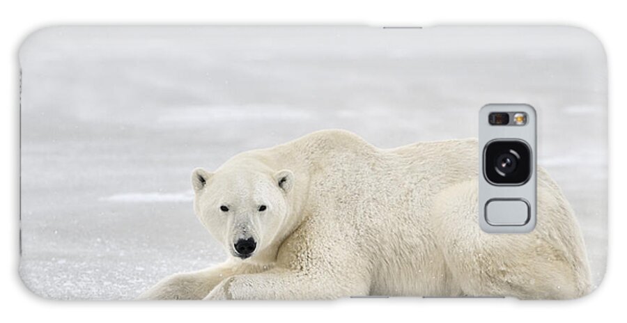 Nis Galaxy Case featuring the photograph Polar Bear On Pack Ice Churchill #1 by Andre Gilden