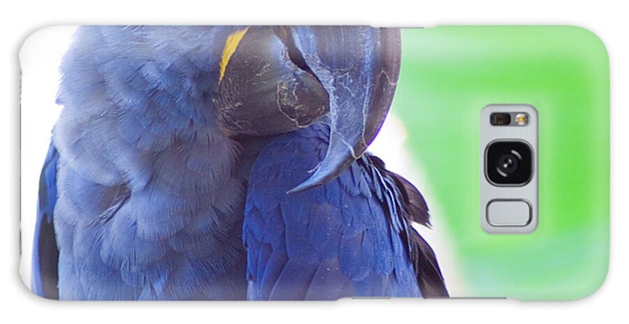 Parrots Galaxy Case featuring the photograph Posie by Roselynne Broussard