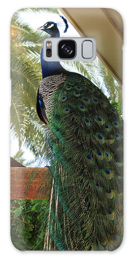 Peacock Galaxy Case featuring the photograph Proud Peacock #1 by Laurel Powell