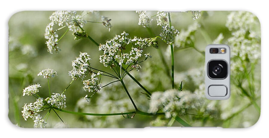 Lehto Galaxy Case featuring the photograph Queen Annes lace #1 by Jouko Lehto